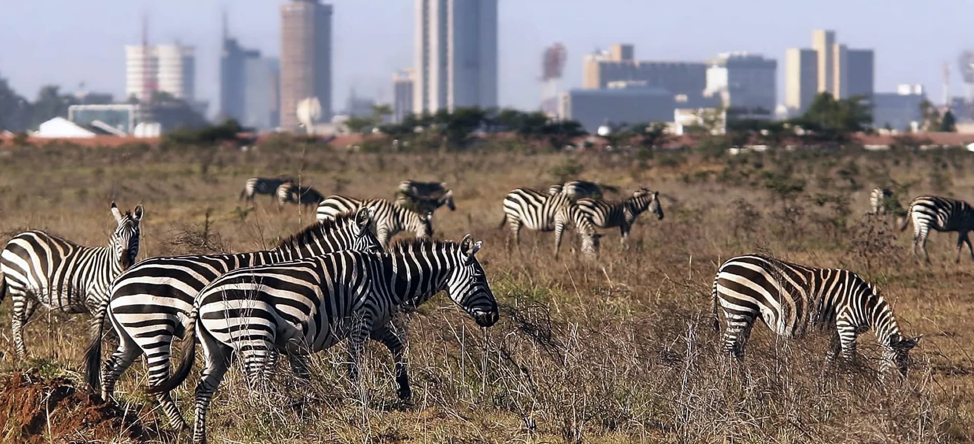 Leboo Safaris - Transforming Businesses Across Africa