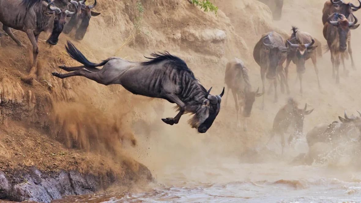 Leboo Safaris - Transforming Businesses Across Africa