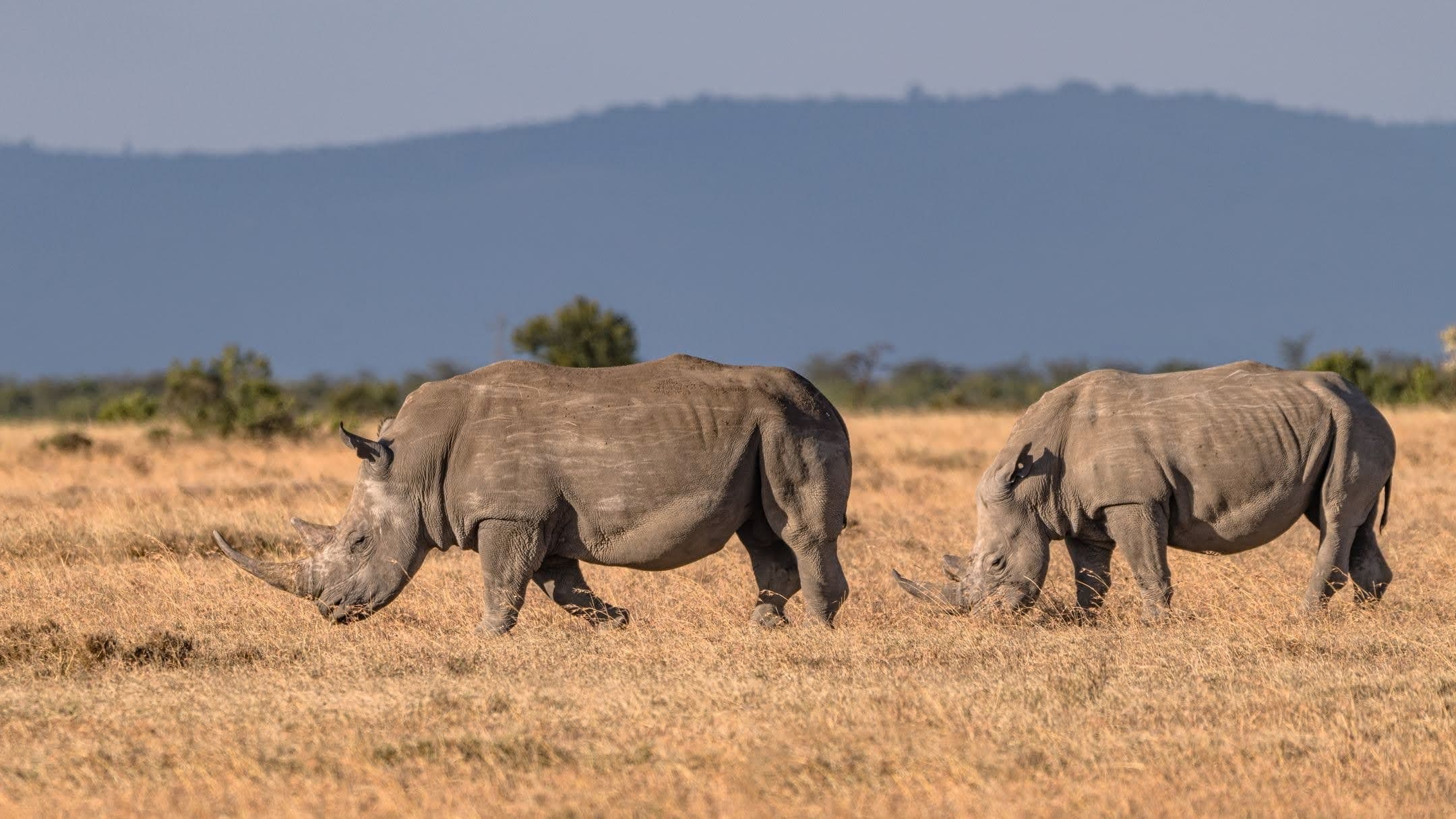 Leboo Safaris - Travel Budget in Kenya