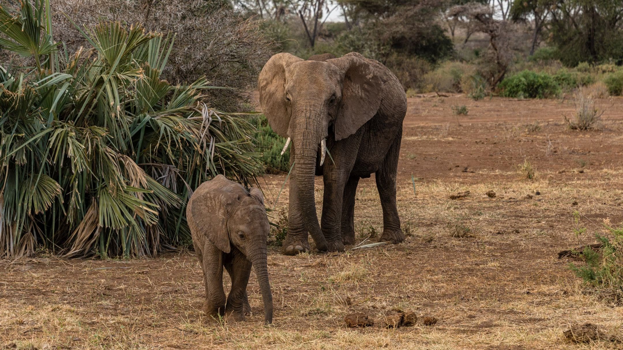 Formalities with Leboo Safaris