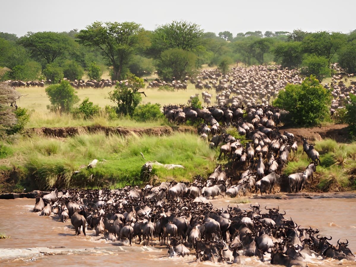 The Great Migration with Leboo Safaris