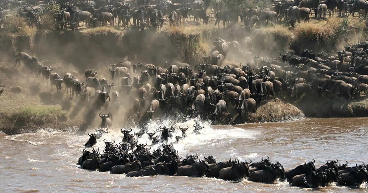 Leboo Safaris | Best Safari Tours in Kenya & East Africa